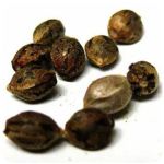 Семена марихуаны АК-47  (Seeds AK-47) в Карачеве